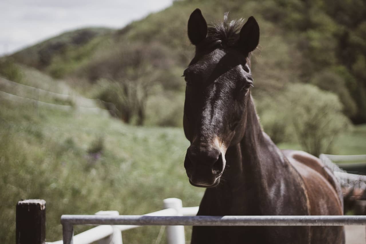 abri agricole chevaux